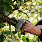 bush, to cut, gardening-972972.jpg